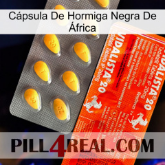 Cápsula De Hormiga Negra De África new01